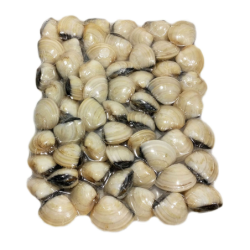 PERLA D.MAR AMEIJOA BR. 60/80 10x1Kg(100% NET.) VNM