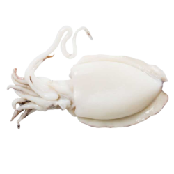 LA PERLA SEICHE NETTOYÉE 400/600 10x1Kg