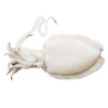 LA PERLA SEICHE NETTOYÉE 400/600 10x1Kg