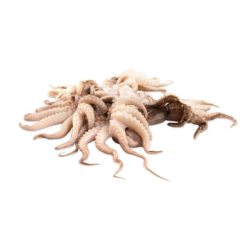 PEROLA DO MAR MOSCARDINOS 20/40 10x1Kg VNM