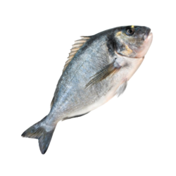DORADA ROYAL INTEIRA 400/500 PEROLA D.MAR 10x750gr