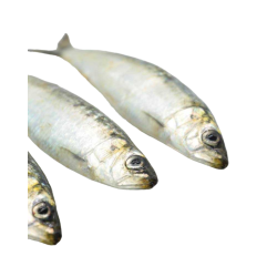 PEROLA D.MAR SARDINHA GORDA PORTUGUESA 12x1Kg