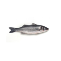 PEROLA D.MAR ROBALO INTEIRO 12x750gr