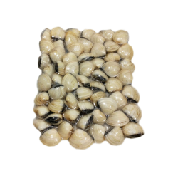 PERLA D.MAR AMEIJOA BR. 60/80 10x1Kg(100% NET.) VNM