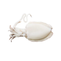 LA PERLA SEICHE NETTOYÉE 400/600 10x1Kg
