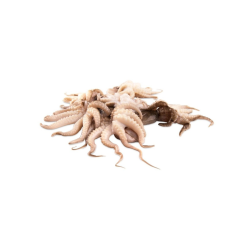 PEROLA DO MAR MOSCARDINOS 20/40 10x1Kg VNM