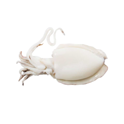LA PERLA SEICHE NETTOYÉE 200/400 10x1Kg