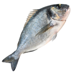 DORADA ROYAL INTEIRA 400/500 PEROLA D.MAR 10x750gr
